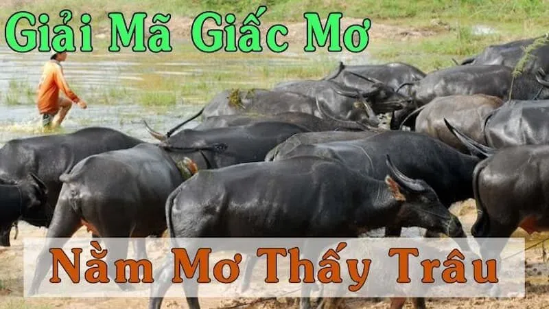 Giải mã giấc mơ thấy trâu đánh con gì, ý nghĩa gì?