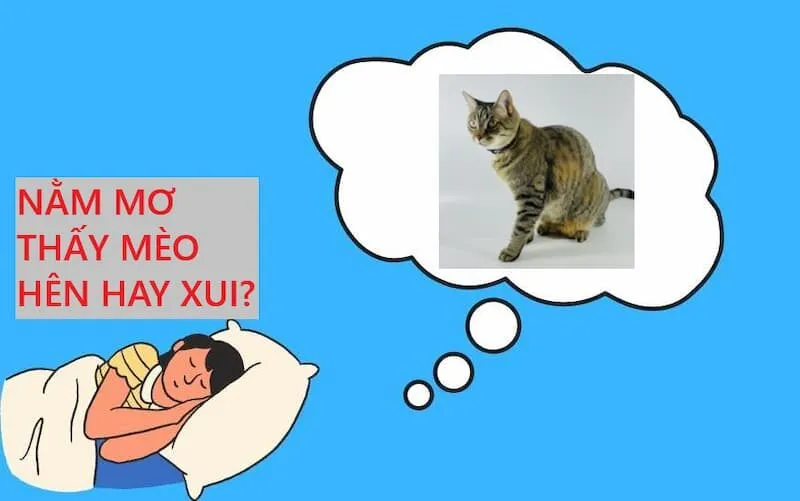 Giải mã ý nghĩa một số giấc mơ thấy mèo hay gặp khác