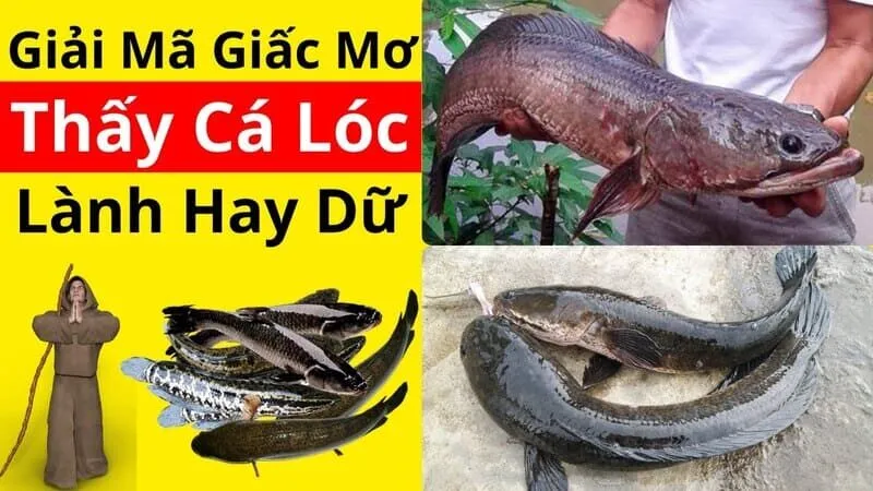 Nằm mơ thấy cá lóc báo điềm gì? Đánh số nào dễ trúng