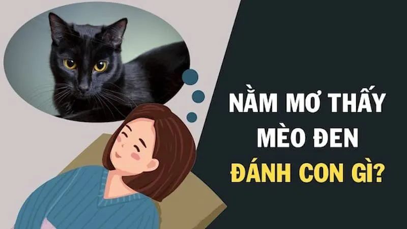 Nằm mơ thấy mèo đánh số mấy nếu mộng thấy mèo đen?