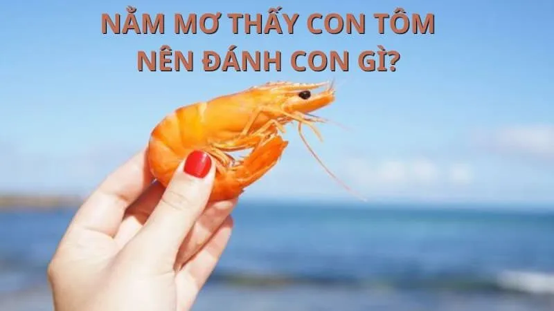 Giải Mã: Mơ Thấy Tôm Đánh Con Gì & Những Điều Thù Vị Chưa Biết