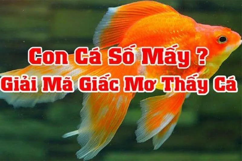 Nằm Mơ Thấy Nhiều Cá Đánh Con Gì & Bí Ẩn Sau Những Giấc Mơ